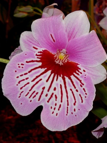 Orchid Show at the Maui County Fair