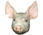 H1N1 Swine Flu in Hawaii