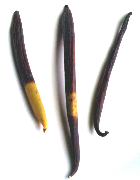 Growing Maui Vanilla Beans