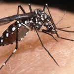 aedes-aegypti-mosquito-in-hawaii.jpg