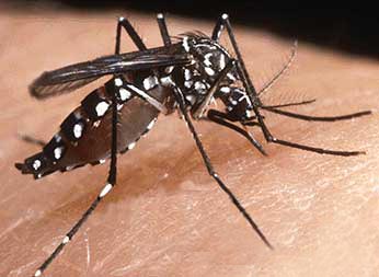 Does Hawaii have mosquitoes?